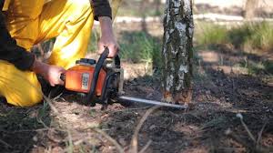 How Our Tree Care Process Works  in Val Verde, CA